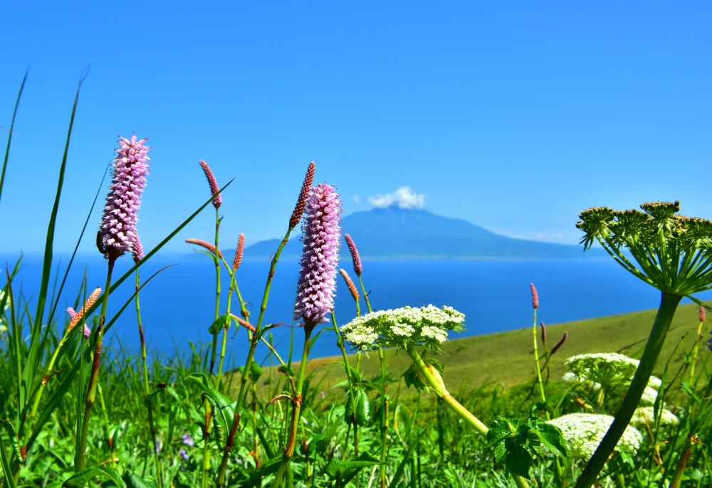 初心者OK！高山植物を愛でる礼文島山さんぽ