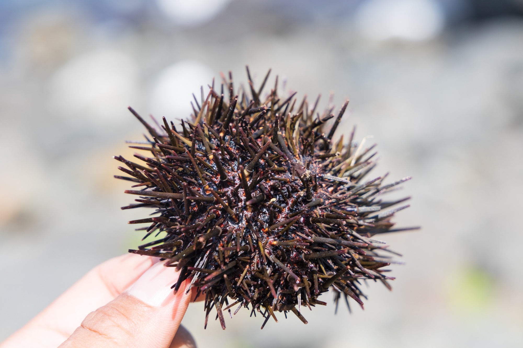 礼文 うに | 礼文島 うに シーズン – OZDXWE