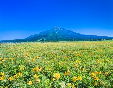 最北の2島、「夢の浮島 利尻島」・「花の浮島 礼文島」をはしご旅