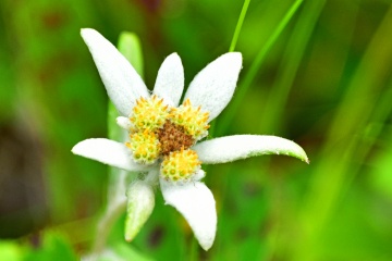 礼文町高山植物園