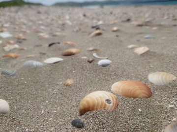 大備海岸