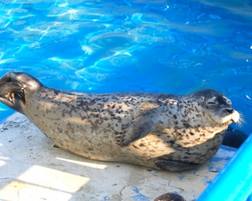 わっかりうむ ノシャップ寒流水族館