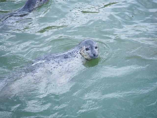 ノシャップ寒流水族館