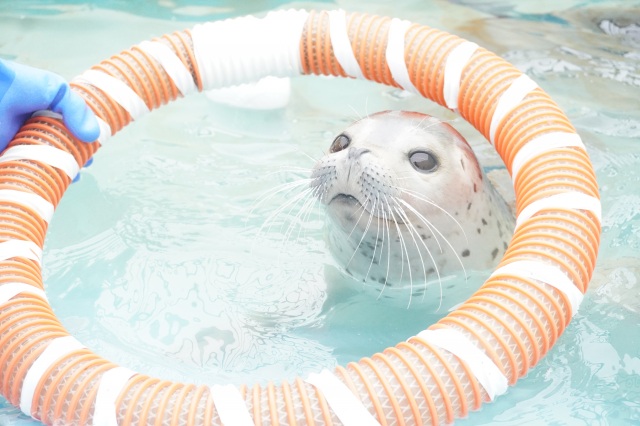 わっかりうむ 冬季開館