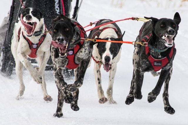 JAPAN CUP 全国犬ぞり稚内大会