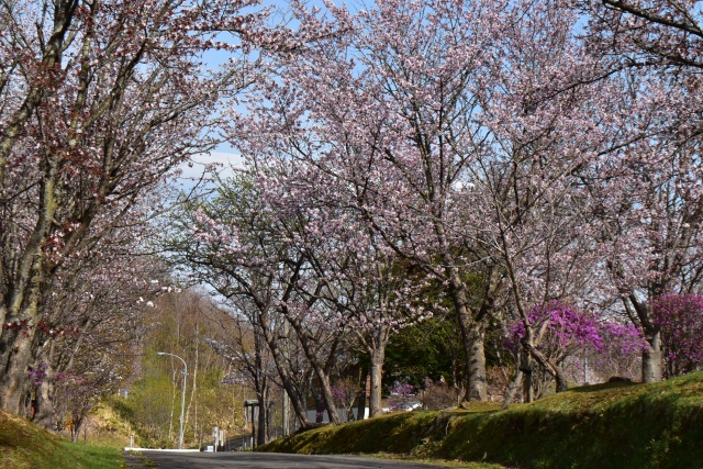 古丹別緑ケ丘公園さくらまつり