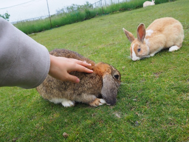 動物ふれあいランド