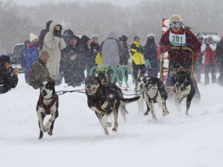 JAPAN CUP 全国犬ぞり稚内大会
