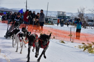 JAPAN CUP 全国犬ぞり稚内大会