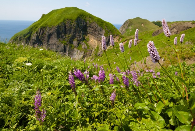 高山植物を愛でる