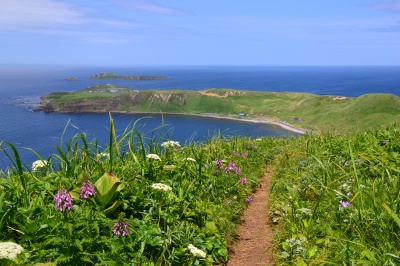 高山植物が咲き誇る花の浮島 初夏の礼文島